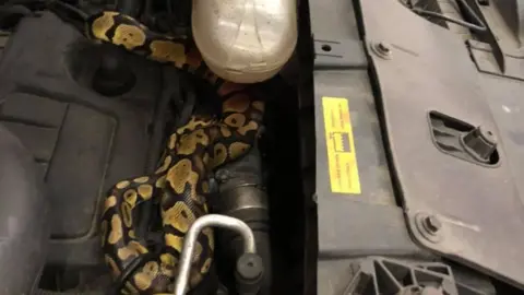 CSN Autos Snake in car