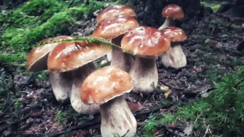 Porcini mushrooms growing at a secret location in south-east Wales