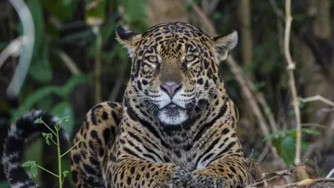 Hydroelectric dams linked to tiger and jaguar losses