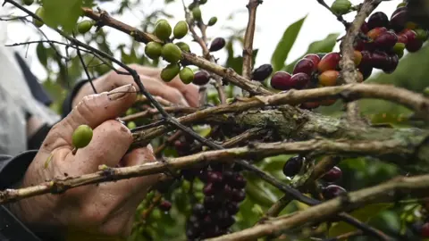 Getty Images coffee picking in Colombia