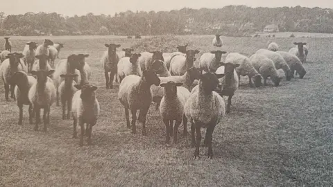 The Mitchell family A black and white photo of sheep in a field