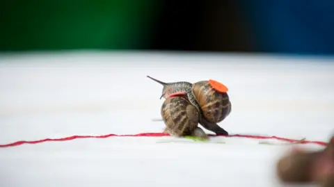 Two snails in a race