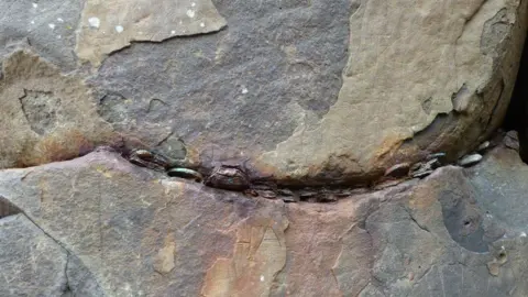 National Trust A line of old coins in the centre of the rock. The rock has turned a rusted orange colour around the coins.