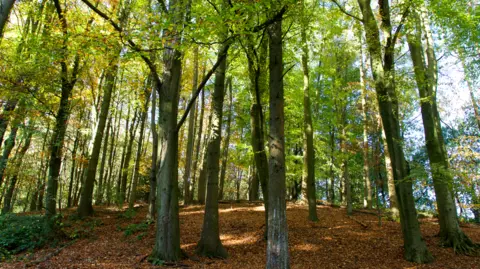 Tall green leafy trees in a woodland with brown leaves on the floor. The trees are in the Lickey Hills