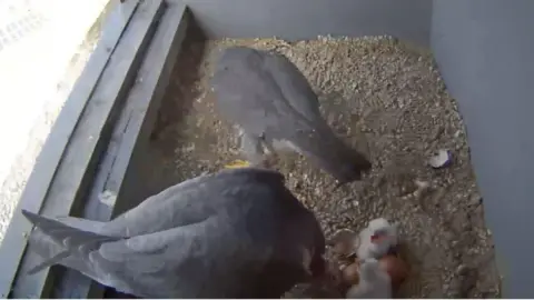 Woking Peregrine Project Image shows camera screengrab from inside the nest box with two adults and two white chicks