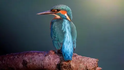 A kingfisher bird on a tree branch.