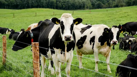A herd of cows in a field are pictured standing around.