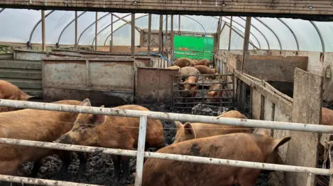 Staffordshire County Council A number of pigs in various muddy pens. There is a translucent plastic sheet covering the pens, on an arched frame. The pigs are separated by wooden boards and sheets of metal.