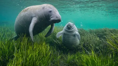 An adult and baby manatee on the river or ocean floor.  The seaweed could be grass that they are sitting on, as the water is so clear - but there are bubbles coming out of the little ones mouth and ripples on the surface of the water above.