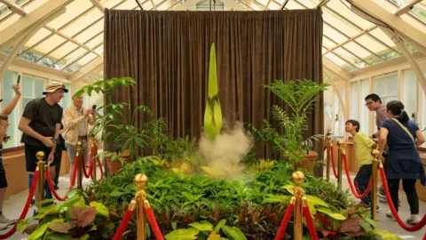 Getty Images A crowd of people look at a tall thorny plant placed behind a red velvet rope and in front of a brown curtain.