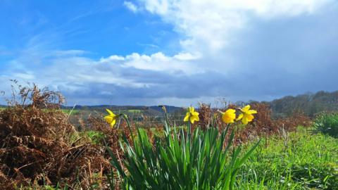 Blue skies and sower clouds above daffodils and bracken