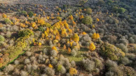 PA Media An aerial picture of the land, which is covered in trees, shrubs and grass. Some of the trees have orange leaves as it is autumn. Others are green and grey.