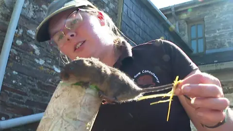 BBC Vole and handler