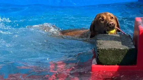 County Durham and Darlington Fire and Rescue Service Police dog in paddling pool