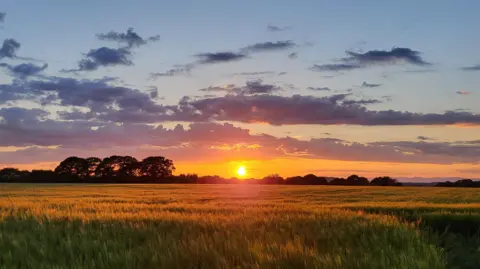 Mike Gill Sun over trees and a field.
