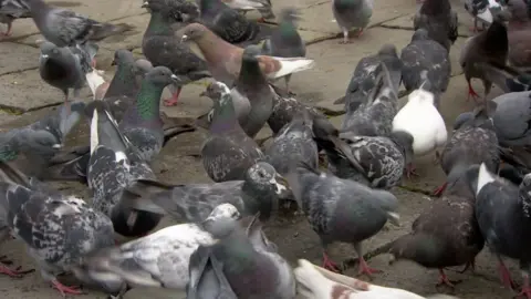 BBC News A large flock of grey and white pigeons standing on cobbles 