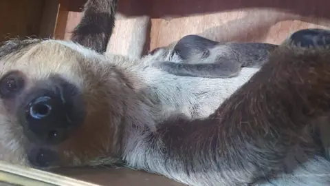 Dudley Zoo Flo and the baby sloth