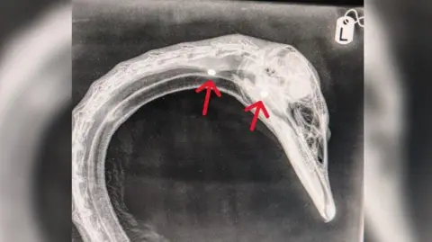 Vale Wildlife Hospital An x-ray of the swan's head and neck with red arrows pointing to two pellets in the neck and head