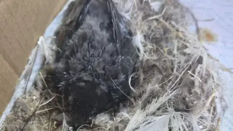 Se muestra un polluelo de vencejo gris y esponjoso sentado en lo que queda de un nido.