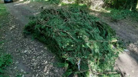 Telford & Wrekin Council Conifer branches in the middle of lane