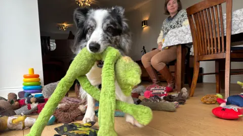Harvey the border collie is carrying a green toy, with many other scattered on a wooden floor, as his owner Irene Hewlett sits behind him on a chair.
