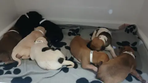 White, brown and black puppies huddled together on a mat with a paw print pattern on it.