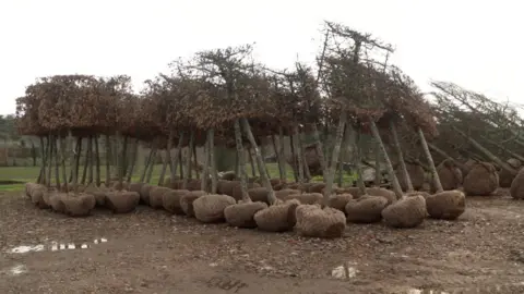 Rows of unplanted dormant trees.