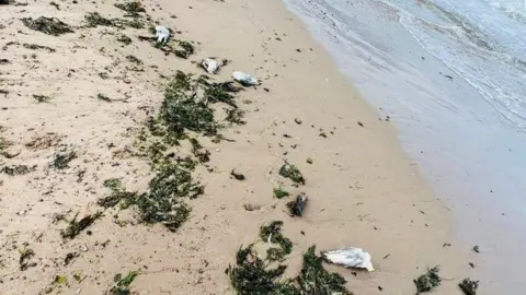 Birds on beach