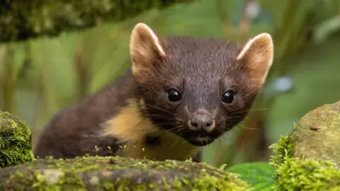 Getty Images Pine marten