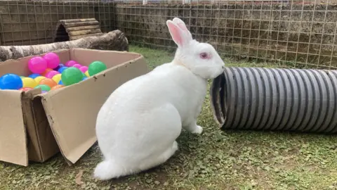 A white rabbit next to a box of colourful balls.