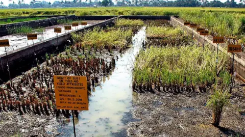 International Rice Research Institute Field where crops are tested for submergence resistance