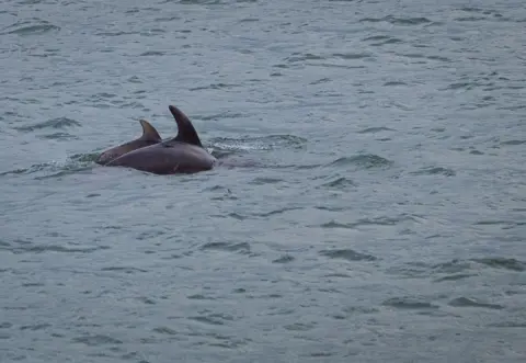 A dolphin and its calf in the sea off New Quay