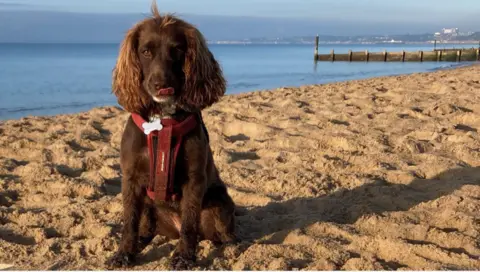 A brown spaniel wearing a red harness, sitting facing the camera on a sandy beach on a clear, sunny day. In the background is the calm sea and the curved shoreline of Bournemouth in the distance