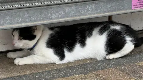 The Community Shop Dave the cat under a shop shutter