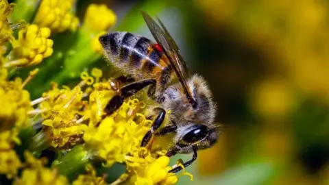 Getty Images A close-up of a bee on a yellow flower.
