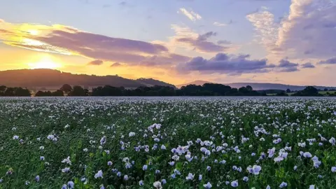 Sharon Field Photography White poppies in a field