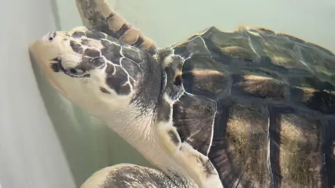 BBC Kemp's ridley sea turtle 'Rhossi' - a marine turtle with white skin and dark brown mottled patches, with a dark brown and black carapace. The turtle is facing to the left, with its head out of water, and its beak up against the tank where it being rehabilitated