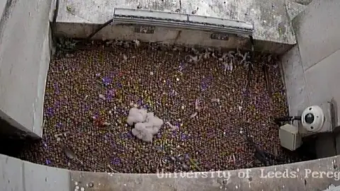 University of Leeds An aerial view of the chicks in a gravelled area high on the top of a building in Leeds. 