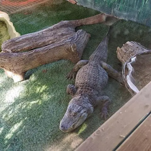 Exotic Pet Refuge George, a large alligator, rests near a log. In the background is artwork designed to look like mangrove.