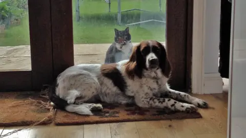 BBC A dog and a cat