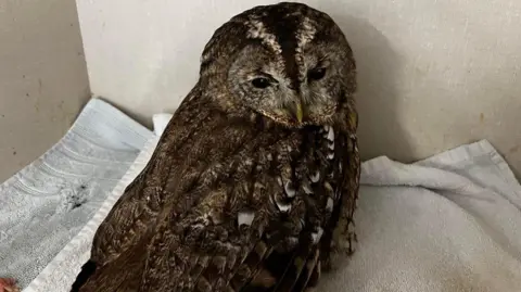 whitby wildlife sanctuary An injured tawny owl