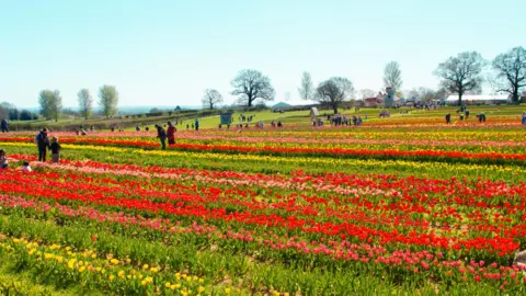 Tulleys Tulip Garden Rows of different coloured tulips, including red, pink and yellow, amongst green leaves, in a field. Figures of people admiring them in the distance. It is a sunny day with blue skies.