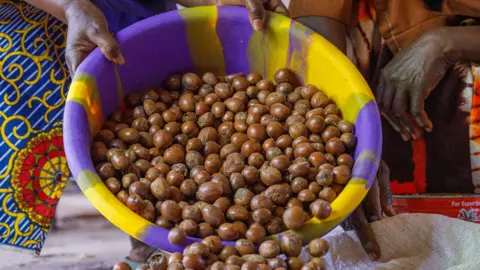 Hands of African women pouring shea nuts on a sack after harvest.