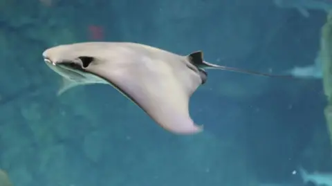 A stingray in water