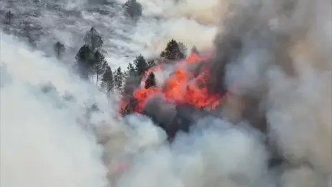 Smoke and fire can be seen among trees in a woodland