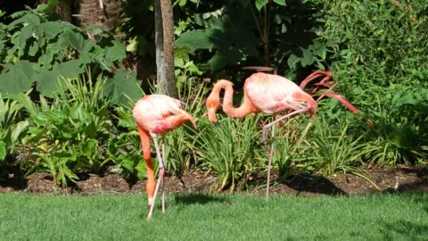 A pair of flamingos standing on a patch of grass. Plants are growing in the soil behind them.