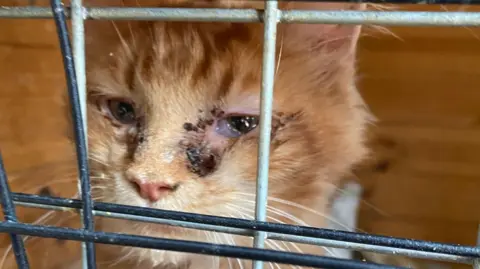 RSPCA A close-up of a cat inside a cage. It has discharge in its eye.
