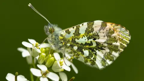 A orange-tip butterfly resting one some white flowers.