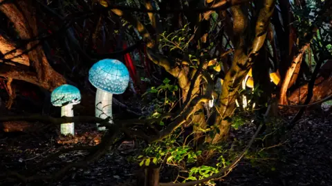 Lost Gardens of Heligan The image shows a woodland scene illuminated by decorative light installations. In the foreground, there are two glowing mushroom-shaped lanterns with textured blue caps and white stems, placed among tree trunks and branches. The surrounding area is dimly lit, with warm spotlights highlighting parts of the trees and foliage.