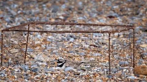 Hanne Siebers A ringed plover nests with a protective wire cage to deter predators